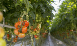 Sebrae organiza feiras virtuais para agricultores rurais durante a crise