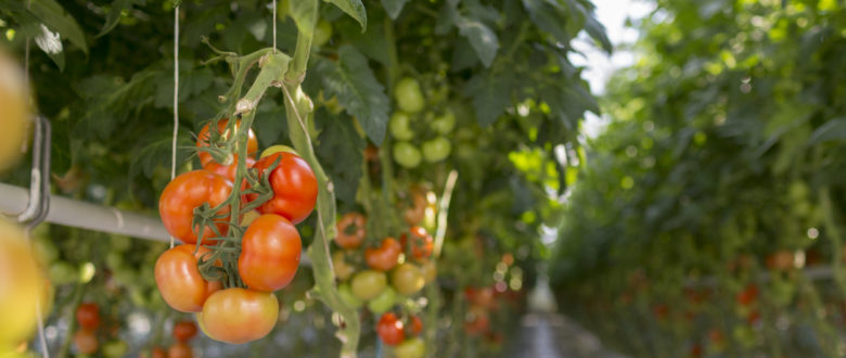 Sebrae organiza feiras virtuais para agricultores rurais durante a crise