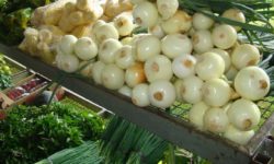 Redes sociais ajudam produtores orgânicos a expandir seu negócio